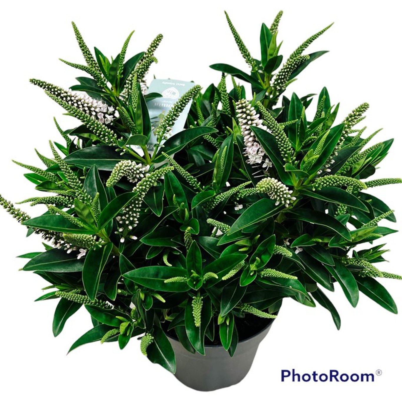 Hebe Hebedonna Jenna - C2